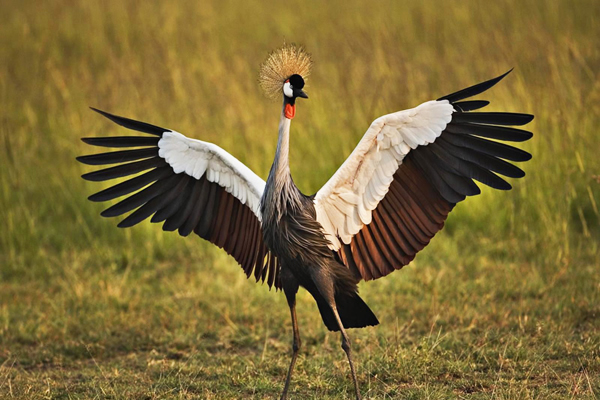 uganda-grey-crowned-wings